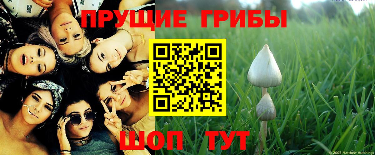 Галлюциногенные грибы Psilocybe  Вход с VPN  Галлюциногенные грибы Psilocybe  Карабулак 